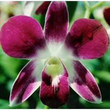 Day 50 Adet Mor Orkide Tohumu ve 10 Adet Hediye Gülü Tohumu