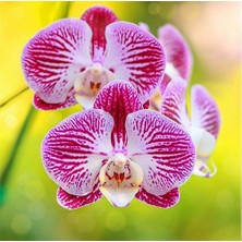 Day 25 Adet Kırmızı Orkide Tohumu ve 10 Adet Hediye Gülü Tohumu