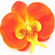 Day 25 Adet Turuncu Orkide Tohumu ve 10 Adet Hediye Gülü Tohumu