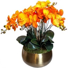 Day 10 Adet Turuncu Orkide Tohumu ve 10 Adet Hediye Gülü Tohumu