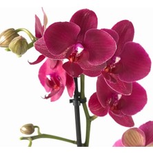 Day 100 Adet Bordo Orkide Tohumu ve 10 Adet Hediye Gülü Tohumu