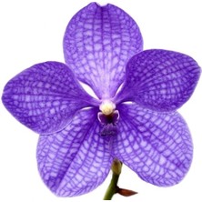 Day 10 Adet Mavi Orkide Tohumu + 10 Adet Hediye Gülü Tohumu