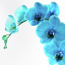 Day 100 Adet Mavi Orkide Tohumu + 10 Adet Hediye Gülü Tohumu