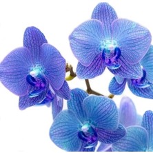 Day 50 Adet Mavi Orkide Tohumu + 10 Adet Hediye Gülü Tohumu