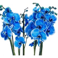 Day 10 Adet Mavi Orkide Tohumu + 10 Adet Hediye Gülü Tohumu