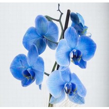 Day 10 Adet Mavi Orkide Tohumu + 10 Adet Hediye Gülü Tohumu