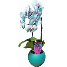 Day 25 Adet Mavi Orkide Tohumu + 10 Adet Hediye Gülü Tohumu