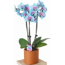 Day 25 Adet Mavi Orkide Tohumu + 10 Adet Hediye Gülü Tohumu