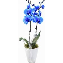 Day 50 Adet Mavi Orkide Tohumu + 10 Adet Hediye Gülü Tohumu