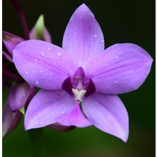 Day 100 Adet Lila Renk Orkide Tohumu + 10 Adet Hollanda Gülü Tohumu