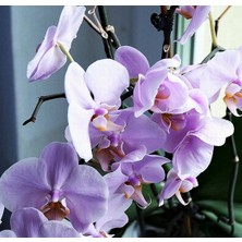 Day 100 Adet Lila Renk Orkide Tohumu + 10 Adet Hollanda Gülü Tohumu