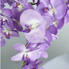 Day 100 Adet Lila Renk Orkide Tohumu + 10 Adet Hollanda Gülü Tohumu