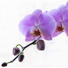 Day 25 Adet Lila Renk Orkide Tohumu + 10 Adet Hollanda Gülü Tohumu