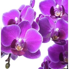 Day 10 Adet Mor Renk Orkide Tohumu ve 10 Adet Hollanda Gülü Tohumu