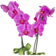 Day 50 Adet Mor Renk Orkide Tohumu ve 10 Adet Hollanda Gülü Tohumu