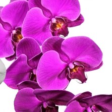 Day 100 Adet Mor Renk Orkide Tohumu ve 10 Adet Hollanda Gülü Tohumu