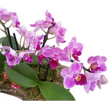 Day 25 Adet Mor Renk Orkide Tohumu ve 10 Adet Hollanda Gülü Tohumu