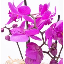 Day 100 Adet Mor Renk Orkide Tohumu ve 10 Adet Hollanda Gülü Tohumu