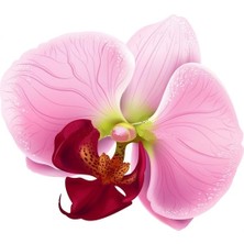 Day 100 Adet Pembe Renk Orkide Tohumu ve 10 Adet Hollanda Gülü Tohumu