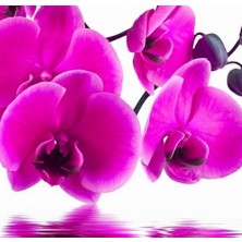 Day 10 Adet Pembe Renk Orkide Tohumu ve 10 Adet Hollanda Gülü Tohumu