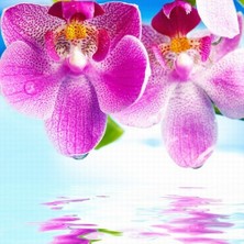 Day 100 Adet Pembe Renk Orkide Tohumu ve 10 Adet Hollanda Gülü Tohumu