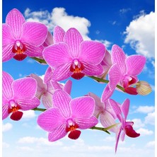 Day 25 Adet Pembe Renk Orkide Tohumu ve 10 Adet Hollanda Gülü Tohumu