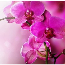 Day 25 Adet Pembe Renk Orkide Tohumu ve 10 Adet Hollanda Gülü Tohumu