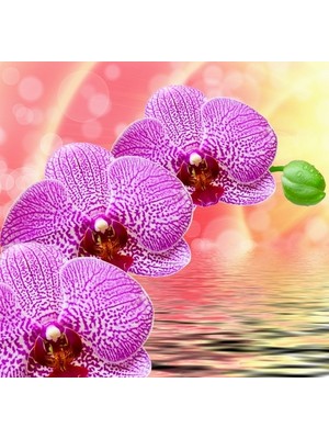 Day 10 Adet Pembe Renk Orkide Tohumu ve 10 Adet Hollanda Gülü Tohumu