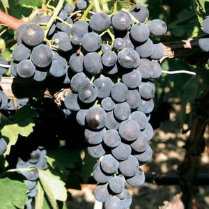 Ucuzluk Diyarı Tekirdağ Çekirdeksiz Üzüm Fidanı