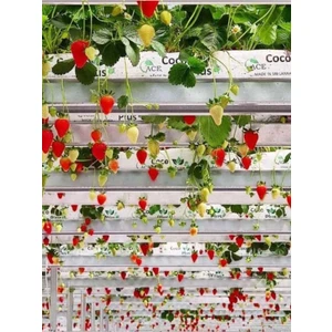 Çilek Cocopeat (Grow Bags) - Çilek Yetiştirme Ortamı 100*13*10 cm 15 LT