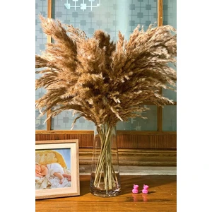 10 Adet Kabarık Pampas Otu 100CM Doğal Kuru Pampas Dekor Boho Oda Çiçekleri Dekorasyonu