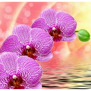 10 Adet Pembe Renk Orkide Tohumu ve 10 Adet Hollanda Gülü Tohumu