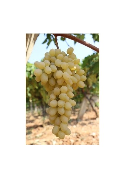 Dimrit Üzüm Fidanı 30 40 Cm Boy