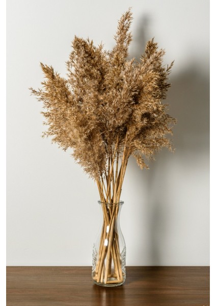 10 Adet Görkemli Kurutulmuş Pampas Bitkileri Kabarık Pampas Otları, Yapay Çiçek, Vazo Dahil Değildir