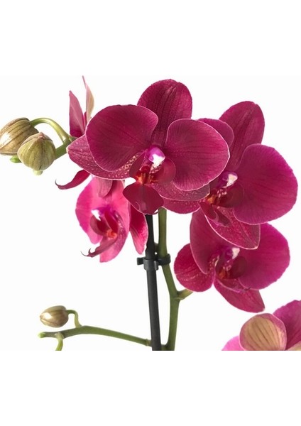 10 Adet Bordo Orkide Tohumu ve 10 Adet Hediye Gülü Tohumu