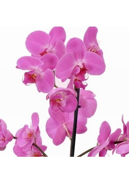10 Adet Pembe Renk Orkide Tohumu ve 10 Adet Hollanda Gülü Tohumu