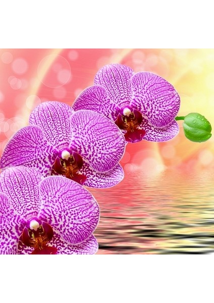 10 Adet Pembe Renk Orkide Tohumu ve 10 Adet Hollanda Gülü Tohumu