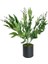 Yapay Çiçek Zeytin Dalı 50CM Metal Siyah Saksıda 1