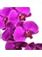10 Adet Mor Renk Orkide Tohumu ve 10 Adet Hollanda Gülü Tohumu 1