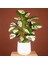 Yapay Çiçek Saksıda Monstera Yeşil Beyaz Deve Tabanı 12DAL 70CM Salon Çiçeği Yapay Bitki 2