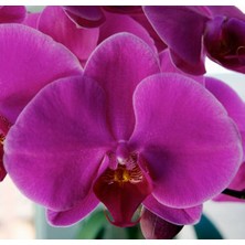 Day 25 Adet Mor Renk Orkide Tohumu + 10 Adet Hollanda Gülü Tohumu