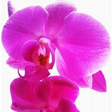 Day 50 Adet Pembe Renk Orkide Tohumu + 10 Adet Hollanda Gülü Tohumu