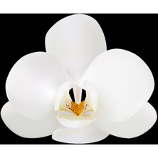 Day 25 Adet Beyaz Renk Orkide Tohumu + 10 Adet Hollanda Gülü Tohumu