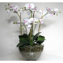 Day 50 Adet Beyaz Renk Orkide Tohumu + 10 Adet Hollanda Gülü Tohumu