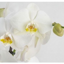 Day 100 Adet Beyaz Renk Orkide Tohumu + 10 Adet Hollanda Gülü Tohumu