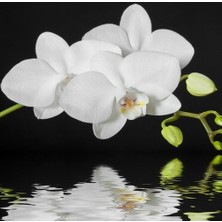 Day 100 Adet Beyaz Renk Orkide Tohumu + 10 Adet Hollanda Gülü Tohumu