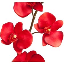 Day 10 Adet Kırmızı Renk Orkide Tohumu + 10 Adet  Hollanda Gülü Tohumu