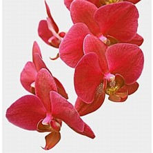 Day 25 Adet Kırmızı Renk Orkide Tohumu + 10 Adet Hollanda Gülü Tohumu