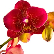 Day 10 Adet Kırmızı Renk Orkide Tohumu + 10 Adet  Hollanda Gülü Tohumu
