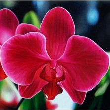 Day 100 Adet Kırmızı Renk Orkide Tohumu + 10 Adet Hollanda Gülü Tohumu